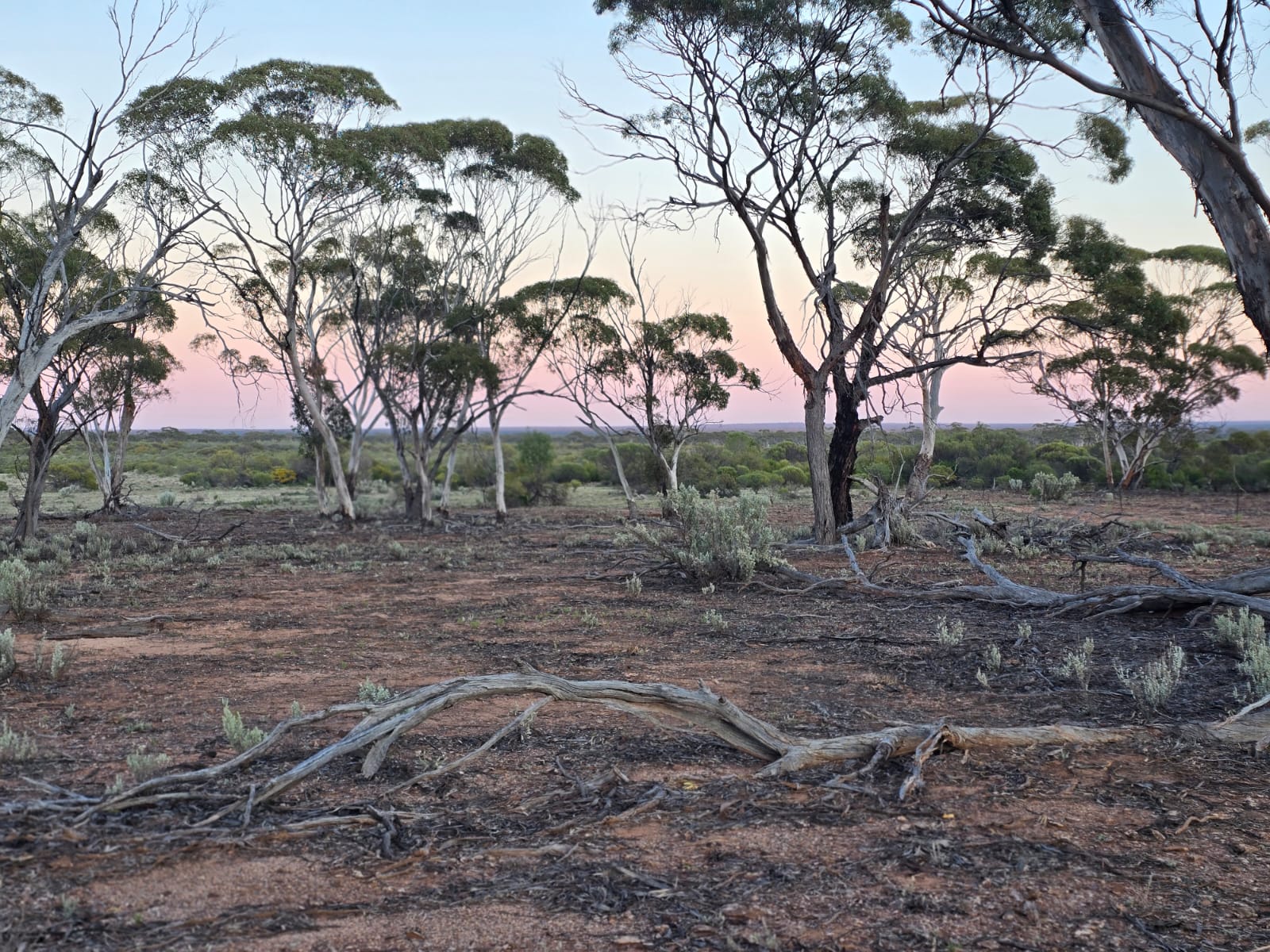 Salmon gums and salt bush near Golden Valley, North of Bullfinch, WA