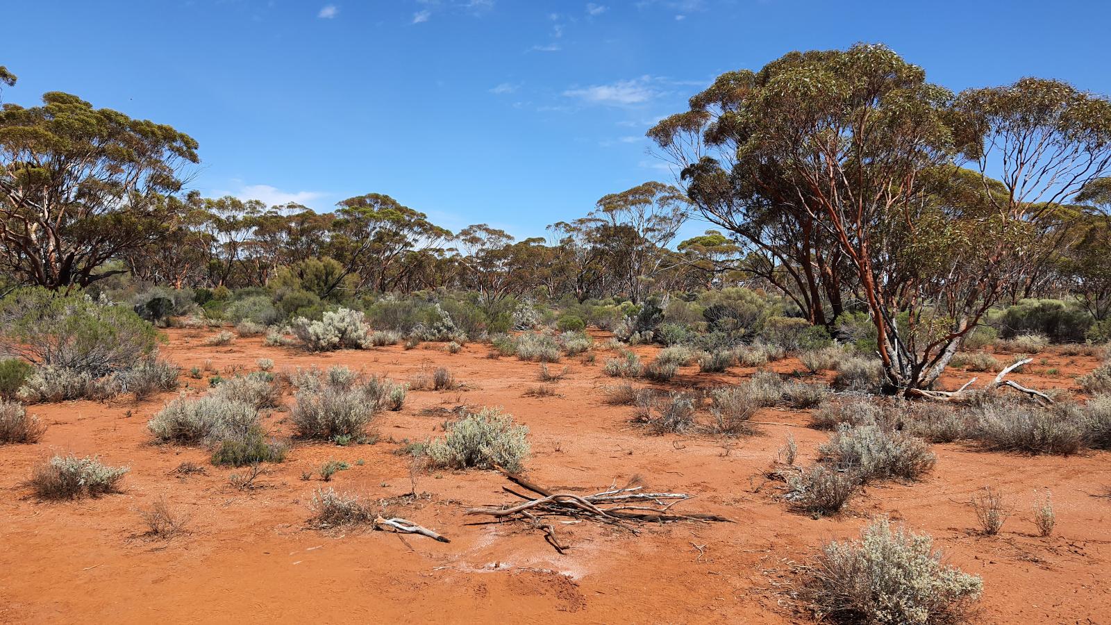 Lightly wooded ground over greenstone in the WA goldfields, classic gold-bearing country in the southern WA goldfields